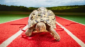 कछुओं के 'उसैन बोल्ट' के बारे में जानते हैं आप? वीडियो में देखें इसकी कमाल की 'स्पीड'
