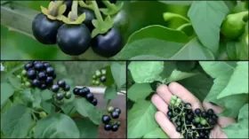 लिवर के लिए संजीवनी है मकोय, इन बीमारियों में भी करता है फायदा, जानें मकोय फल और पत्ते खाने से क्या लाभ मिलते हैं 