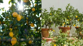 घर में कैसे उगाएं खट्टे मीठे नींबू, इस प्रोसेस को फॉलो करने से जल्दी आने लगेंगे फल