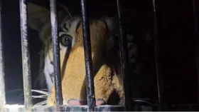 आखिरकार पिंजरे में कैद हुआ आदमखोर बाघ, मचा रखा था आतंक, देखें Video
