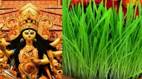 नवरात्रि के पहले दिन जौ क्यों बोया जाता है? यहां जानिए इससे जुड़ी पौराणिक कथा और धार्मिक मान्यताएं