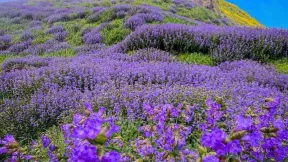 12 साल बाद फिर नीली हुई मुन्नार की घाटी, खिले दुर्लभ नीलकुरिंजी के फूल, जानें क्यों है खास