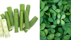 गर्मियों में सेहत के लिए किसी वरदान से कम नहीं मोरिंगा, जान लें इसे खाने से क्या फायदे होते हैं