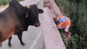 आगे सांड पीछे खाई! दादा जी की स्थिति देख आपको जरूर आएगी हंसी, देखें वायरल Video