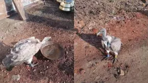 पैर में टैग, पीठ पर कैमरा... जब ग्रामीणों के बीच आ बैठा दुर्लभ हिमालयन गिद्ध, VIDEO में देखें 