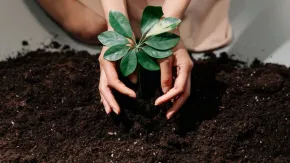 Gardening Vastu tips: बार-बार लगाते हैं पौधे फिर भी नहीं पनपते, तो पहले जान लें वास्तु के जरूरी नियम