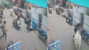 राजगढ़ की सड़कों पर आवारा पशुओं का आतंक, सांड ने लड़की को मारी जोरदार टक्कर, हुई बेहोश