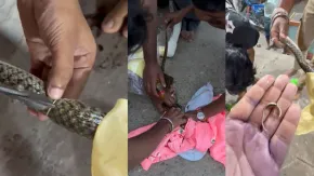 चांदी की अंगूठी में फंस गया सांप, तेल लगाने पर भी नहीं निकला तो किया ये काम; VIDEO आया सामने