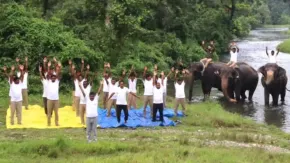 हाथियों के साथ योग करते वन विभाग के अधिकारियों का Video वायरल, पोस्ट शेयर कर दिखाया दुर्लभ नजारा 