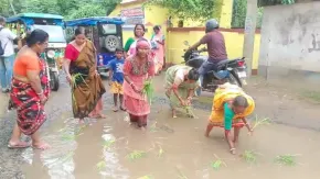 बदहाल सड़क के विरोध में महिलाओं का अनोखा प्रदर्शन, सड़क के गड्ढों में धान रोपकर जताया विरोध