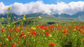 उत्तराखंड में फूलों की घाटी घूमने का सबसे अच्छा समय क्या है? नोट कर लें डिटेल्स 