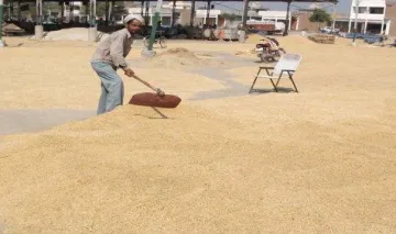 किसानों से 300 लाख टन चावल खरीदेगी सरकार, प्राइवेट कंपनियों को खरीद की छूट- India TV Paisa