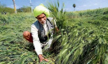 बेमौसम बारिश से किसानों को 20,000 करोड़ का नुकसान, गेहूं की फसल 40 फीसदी तक हुई बर्बाद- India TV Paisa