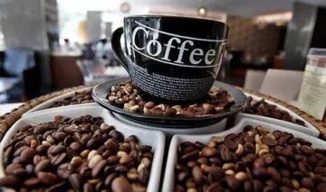 भारत में शुरु हुआ दुनिया की सबसे महंगी कॉफी का उत्पादन, कीमत 25 हजार रुपए किलो- India TV Paisa