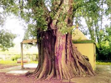 pipal tree- India TV Hindi