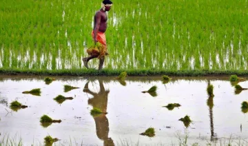 किसानों को कम प्रीमियम पर मिलेगा फसल बीमा, तुरंत भुगतान के लिए सरकार ने मंजूर की नई योजना- India TV Paisa