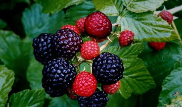 black raspberry- India TV Hindi