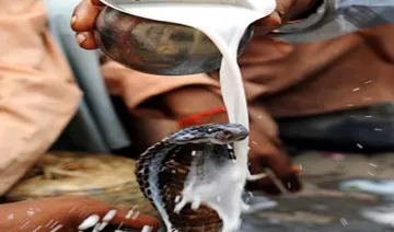 snake drink milk - India TV Hindi