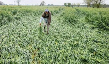 Crop Damage: किसानों पर बेमौसम बारिश की मार, पंजाब और हरियाणा में गेहूं की फसल को नुकसान- India TV Paisa
