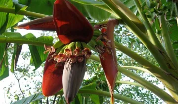 benifit of Banana flower- India TV Hindi