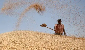 2015-16 में खाद्यान उत्पादन 25.22 करोड़ टन रहने का अनुमान, कम पैदा होंगे दाल और चावल- India TV Paisa