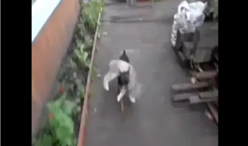 Dog carries drunk cat home- India TV Hindi