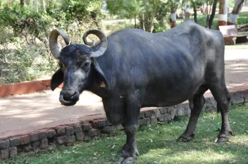 buffalo- India TV Hindi