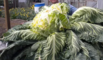 britain world's largest cauliflower world record- India TV Hindi