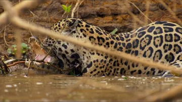 Jaguar, Aligator- India TV Hindi