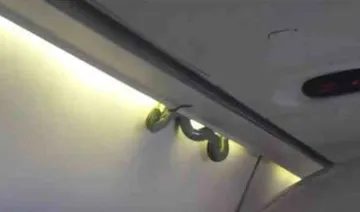 Snake on the plane- India TV Hindi