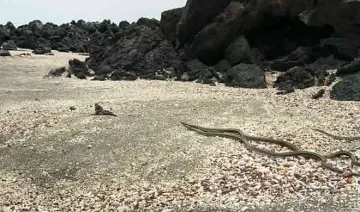 Iguana chased by snakes- India TV Hindi