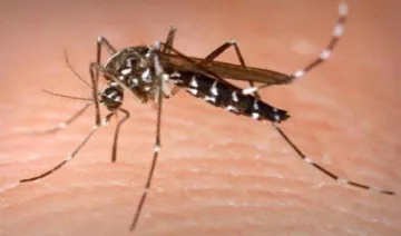 मच्‍छर काटने से होने वाली मौत है एक दुर्घटना, बीमा कंपनियों को देना होगा क्‍लेम : NCDRC- India TV Paisa