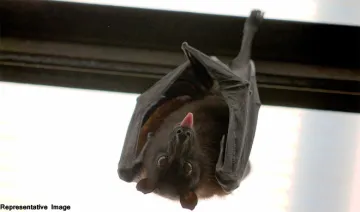 Bats- India TV Hindi