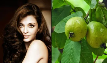 Guava Leaves- India TV Hindi