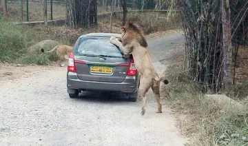 Lions Attack- India TV Hindi