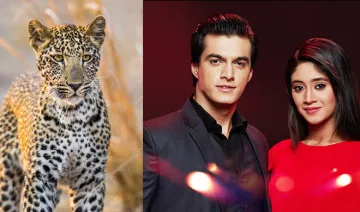 Leopard- India TV Hindi