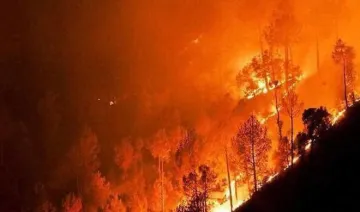 new zealands forest fires 1000 people were rescued- India TV Hindi