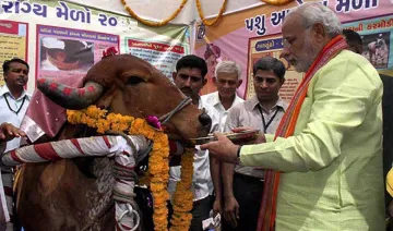 देसी गाय पालने वाले को मोदी सरकार देगी 5 लाख रुपए का इनाम, दूध उत्पादन बढ़ाने के लिए उठाया ये कदम- India TV Paisa