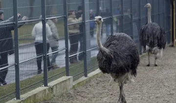 ostrich- India TV Hindi