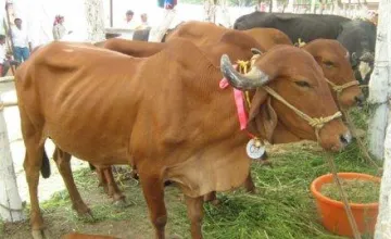 गायों की सुरक्षा के लिए मोदी सरकार ने बनाया प्‍लान, आधार जैसी व्यवस्था लागू करने की सिफारिश- India TV Paisa