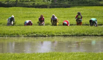 सामान्य मानसून से कृषि जीडीपी की वृद्धि दर 3-4 प्रतिशत रहने का अनुमान, किसानों की बढ़ेगी आय- India TV Paisa