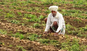 सरकार का 40 प्रतिशत बुआई क्षेत्र को बीमा के दायरे में लाने का लक्ष्य, किसानों को नुकसान से बचाने की कवायद- India TV Paisa
