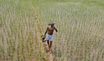 छोटे किसानों को मुफ्त बीज और कीटनाशक उपलब्ध कराने पर विचार कर रही है महाराष्‍ट्र सरकार- India TV Paisa