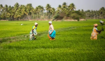 कृषि आय पर टैक्स लगाने की कोई योजना नहीं, जेटली ने कहा- देश में अमीर किसानों की संख्या ना के बराबर- India TV Paisa