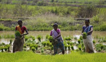 2017-18 के लिए धान की MSP 80 रुपए बढ़ाने की तैयारी में सरकार, किसानों को मिलेगा 1550 रुपए का भाव- India TV Paisa