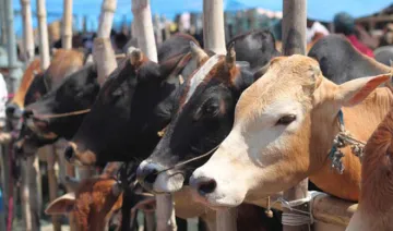 cattle- India TV Hindi