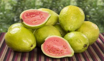 Guava- India TV Hindi