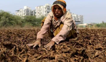 कच्चे तंबाकू पर पांच प्रतिशत GST वापस ले सरकार : तंबाकू किसान संगठन- India TV Paisa