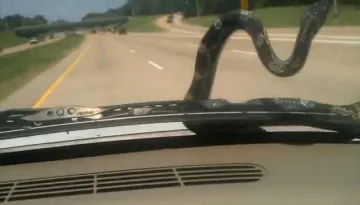 snake on car's bonat- India TV Hindi
