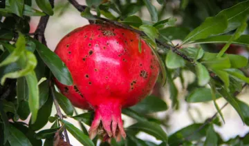 pomegranate leaves- India TV Hindi